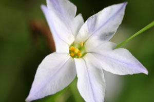野に咲く白い花。