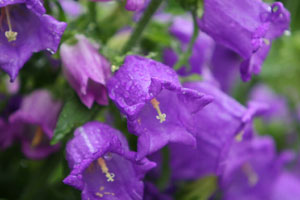 ���[�ō炢�Ă�����