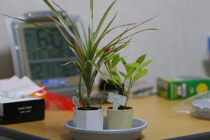 �_�C�\�[�ōw�������ϗt�A���N���g���ƃh���Z�i�R���V���l